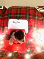 Mary Ann, a female Australian Shepherd for sale in Wetumpka, AL – Photo 6 of 9