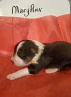 Mary Ann, a female Australian Shepherd for sale in Wetumpka, AL – Photo 7 of 9