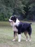 Mary Ann, a female Australian Shepherd for sale in Wetumpka, AL – Photo 8 of 9