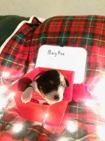 Mary Ann, a female Australian Shepherd for sale in Wetumpka, AL – Photo 3 of 9