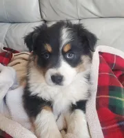 Mary Ann, a female Australian Shepherd for sale in Wetumpka, AL – Photo 1 of 9