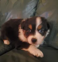 Mary Ann, a female Australian Shepherd for sale in Wetumpka, AL – Photo 2 of 9