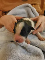Mary Ann, a female Australian Shepherd for sale in Wetumpka, AL – Photo 4 of 9