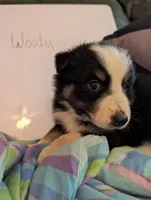 Woody , a male Australian Shepherd for sale in Wetumpka, AL – 2 of 2