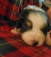 Sheldon, a male Australian Shepherd for sale in Wetumpka, AL – Photo 3 of 4