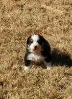 Sheldon, a male Australian Shepherd for sale in Wetumpka, AL – Photo 1 of 4
