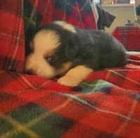 Sheldon, a male Australian Shepherd for sale in Wetumpka, AL – Photo 4 of 4