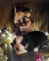 Sheldon, a male Australian Shepherd for sale in Wetumpka, AL – Photo 2 of 4