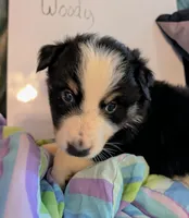 Woody , a male Australian Shepherd for sale in Wetumpka, AL – 1 of 2