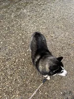 Keira, a female Pomsky for sale in Greenwood, IN – 5 of 5