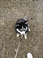 Keira, a female Pomsky for sale in Greenwood, IN – 4 of 5