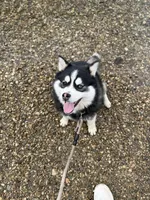 Keira, a female Pomsky for sale in Greenwood, IN – 3 of 5