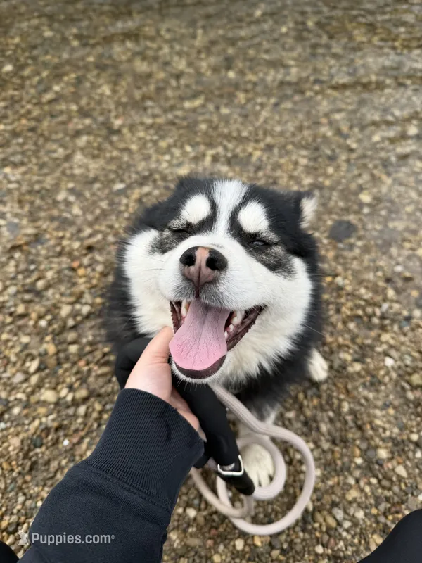 Keira – Pomsky puppy for sale in Greenwood, IN