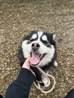 Keira, a female Pomsky for sale in Greenwood, IN – 1 of 5