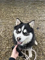 Keira, a female Pomsky for sale in Greenwood, IN – 2 of 5