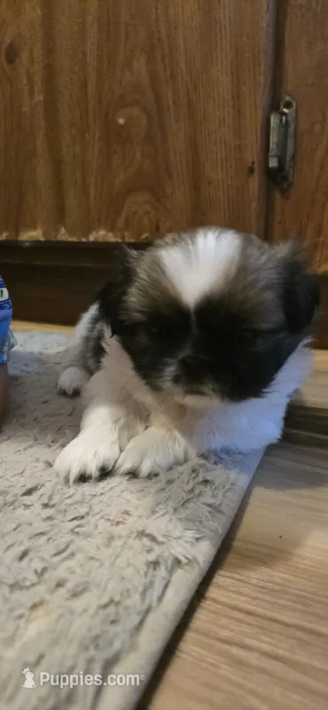 Calli – Pekingese puppy for sale in Richlands, NC