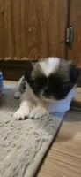 Calli, a female Pekingese for sale in Richlands, NC – 1 of 3