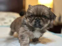 Daisy, a female Pekingese for sale in Richlands, NC – 3 of 4