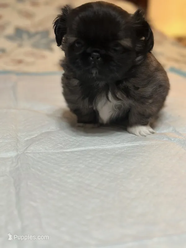 Lilly – Pekingese puppy for sale in Richlands, NC
