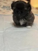 Lilly, a female Pekingese for sale in Richlands, NC – 1 of 3
