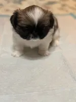 Calli, a female Pekingese for sale in Richlands, NC – 2 of 3