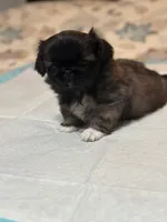 Lilly, a female Pekingese for sale in Richlands, NC – 2 of 3