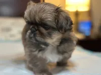 Daisy, a female Pekingese for sale in Richlands, NC – 4 of 4