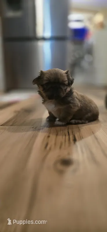 Daisy – Pekingese puppy for sale in Richlands, NC