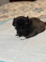 Lilly, a female Pekingese for sale in Richlands, NC – 3 of 3