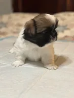 Calli, a female Pekingese for sale in Richlands, NC – 3 of 3