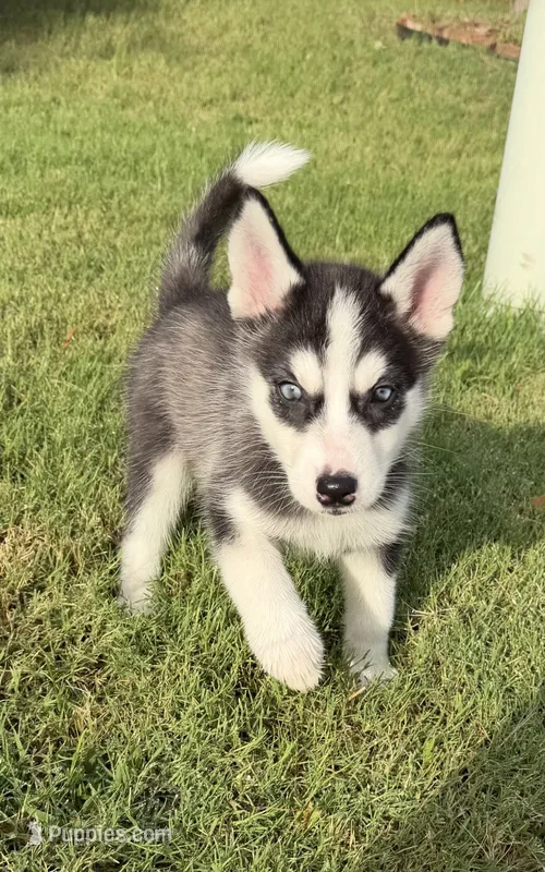 Baby Girl Husky – Siberian Husky puppy for sale in Frisco, TX