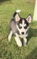 Baby Girl Husky, a female Siberian Husky for sale in Frisco, TX – 1 of 2