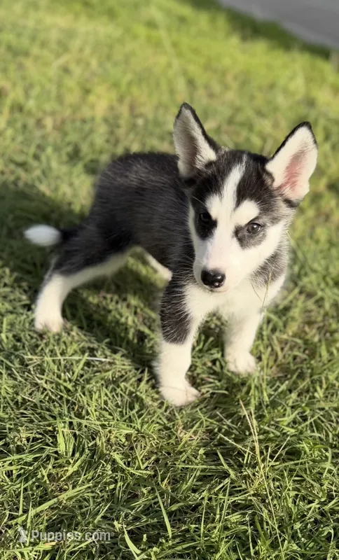 Miss Personality – Siberian Husky puppy for sale in Frisco, TX