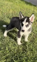 Miss Personality, a female Siberian Husky for sale in Frisco, TX – 1 of 2