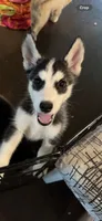 Miss Personality, a female Siberian Husky for sale in Frisco, TX – 2 of 2