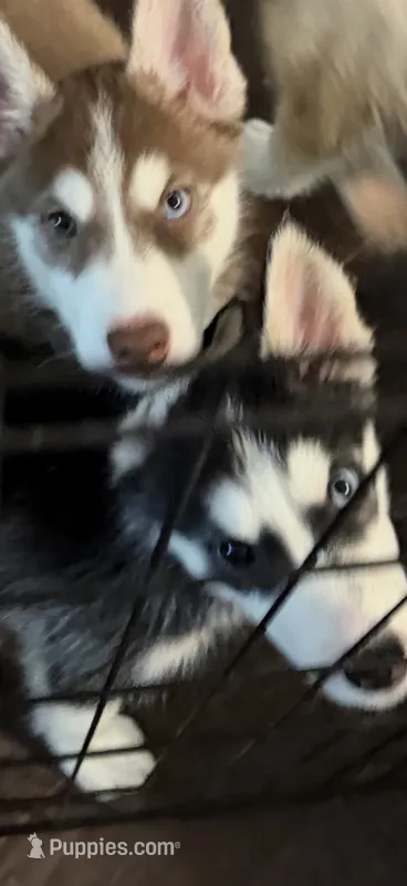 Baby Husky – Siberian Husky puppy for sale in Frisco, TX
