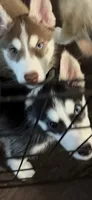 Baby Husky, a male Siberian Husky for sale in Frisco, TX – 1 of 2
