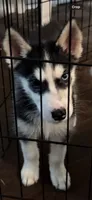 Baby Husky, a male Siberian Husky for sale in Frisco, TX – 2 of 2