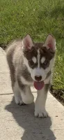 Red, a male Siberian Husky for sale in Frisco, TX – 3 of 4
