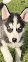 Baby Girl Husky, a female Siberian Husky for sale in Frisco, TX – 2 of 2