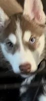 Red, a male Siberian Husky for sale in Frisco, TX – 2 of 4