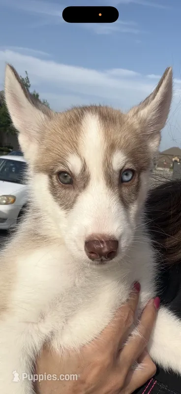 Peanut – Siberian Husky puppy for sale in Frisco, TX