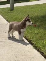 Red, a male Siberian Husky for sale in Frisco, TX – 4 of 4
