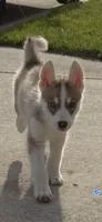 Peanut, a male Siberian Husky for sale in Frisco, TX – 2 of 3