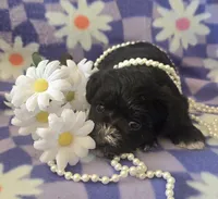 Pepper, a female Miniature Schnauzer for sale in Long Prairie, MN – 3 of 3