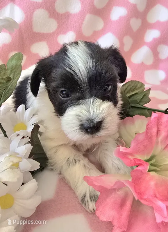 Meadow – Miniature Schnauzer puppy for sale in Long Prairie, MN