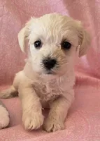 Daisy, a female Miniature Schnauzer for sale in Long Prairie, MN – 1 of 3