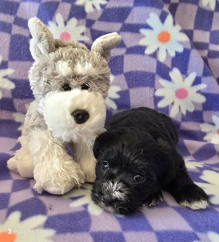 Pepper – Miniature Schnauzer puppy for sale in Long Prairie, MN