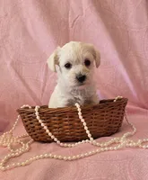 Daisy, a female Miniature Schnauzer for sale in Long Prairie, MN – 2 of 3