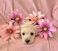 Daisy, a female Miniature Schnauzer for sale in Long Prairie, MN – 3 of 3